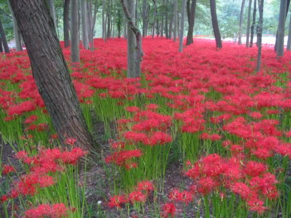 曼珠沙華まつり