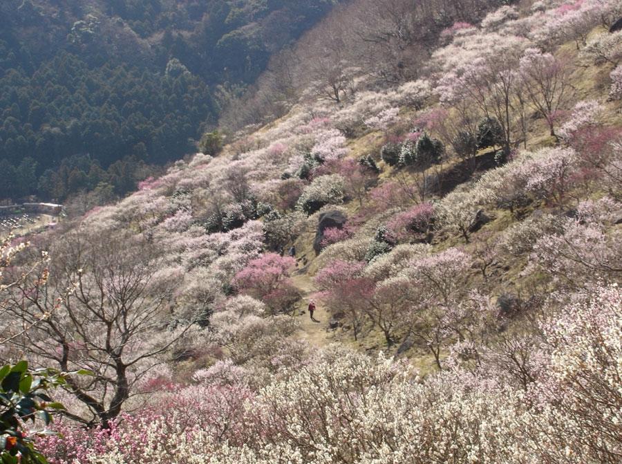 神奈川 湯河原梅林(幕山公園)梅の宴