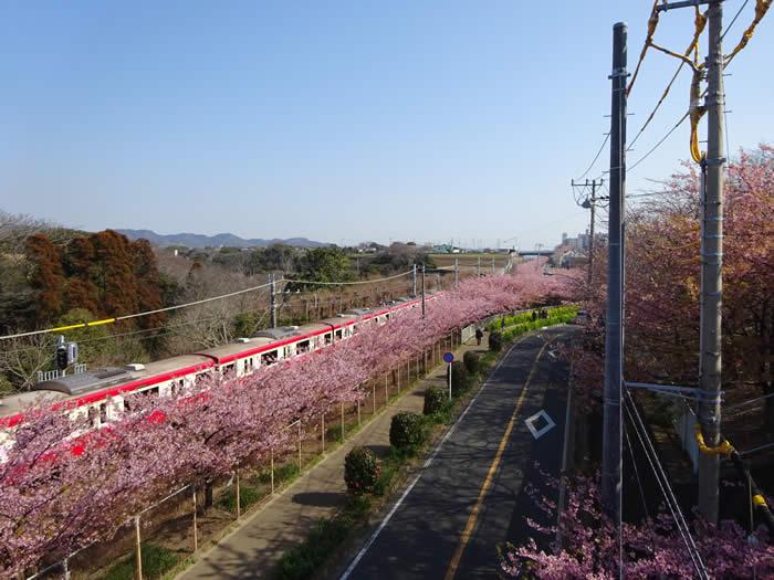 神奈川 三浦海岸桜まつり