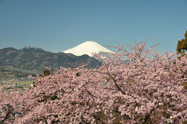 神奈川 まつだ桜まつり