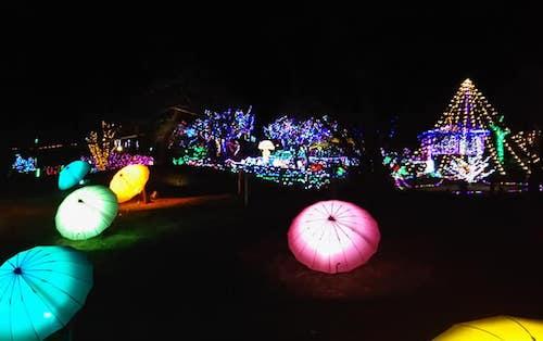 山中湖 花の都公園